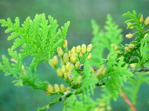 Thuja occidentalis