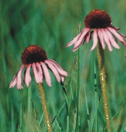 Echinacea purpurea